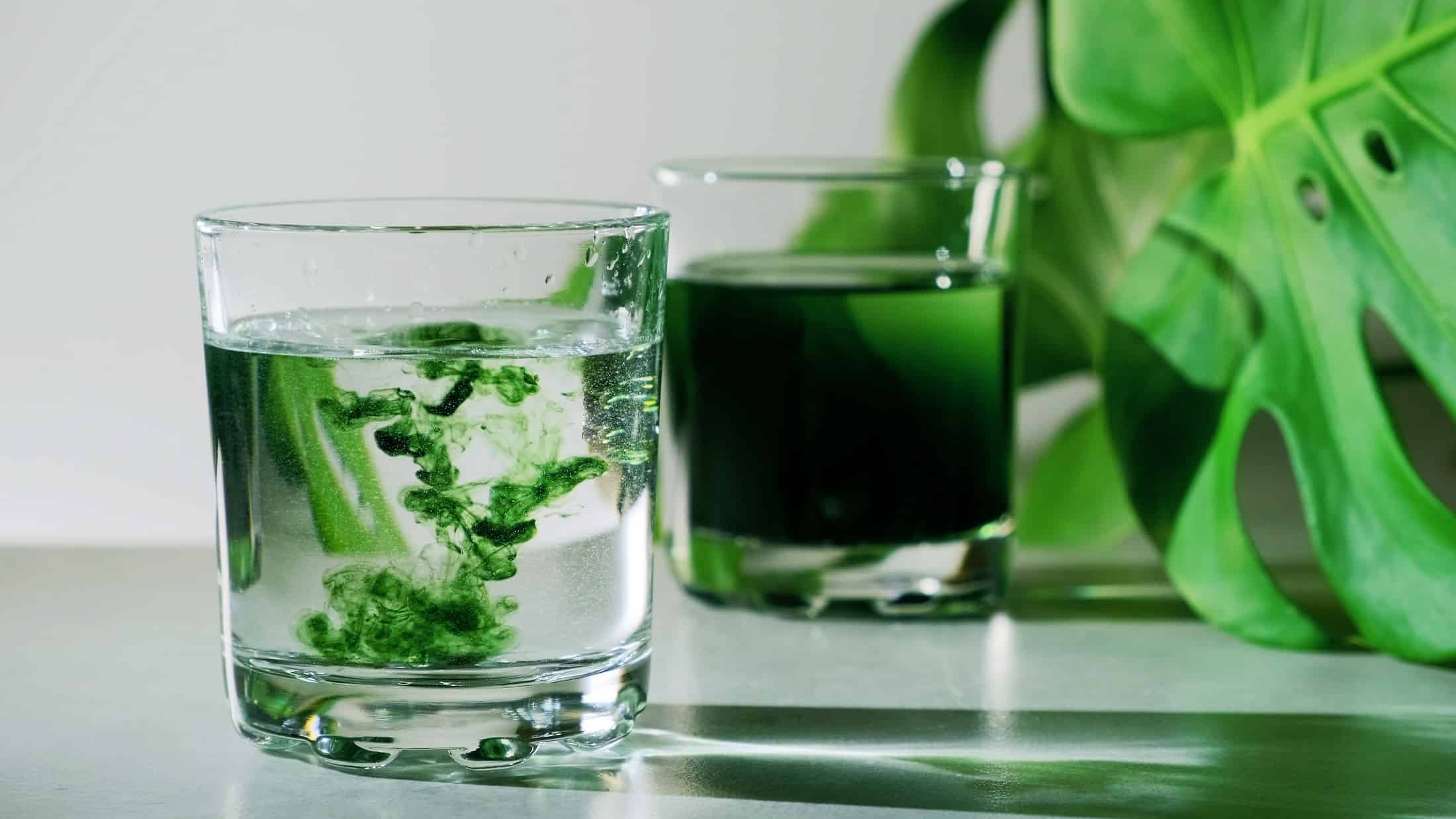 Drinking chlorophyll – why do most currently incorporate it into their health rituals?
