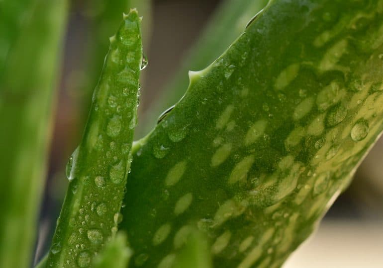 Aloe vera for hair and skin - how does it work and how to make homemade cosmetics with it?